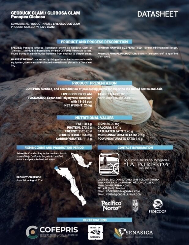 GEODUCK CLAM
