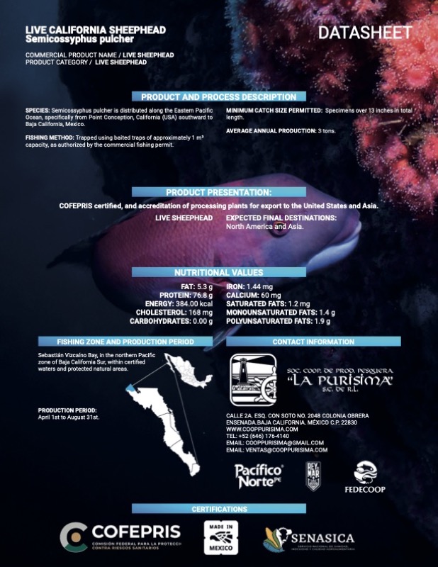 CALIFORNIA SHEEPHEAD