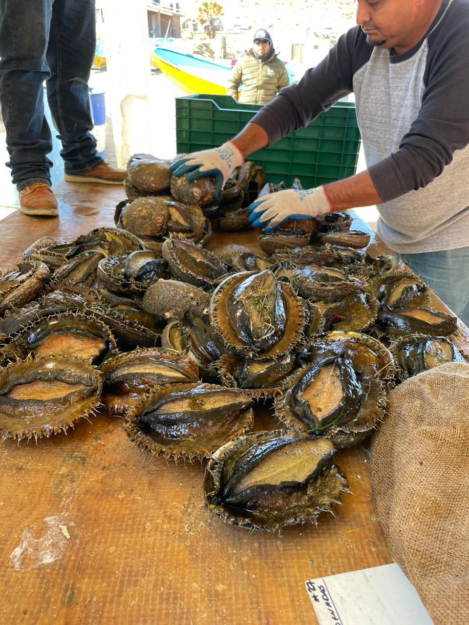 Proceso de Selección