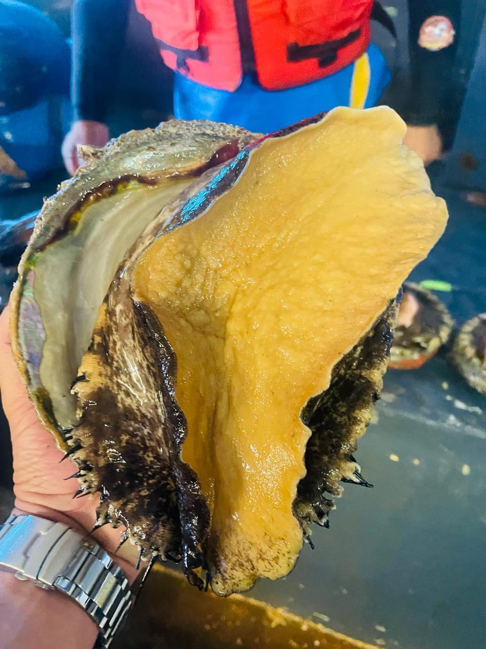 Clasificación por Tamaño