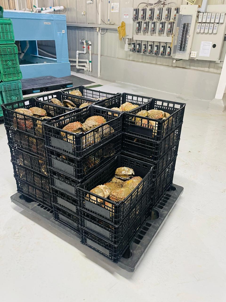 Abulón Premium Plus