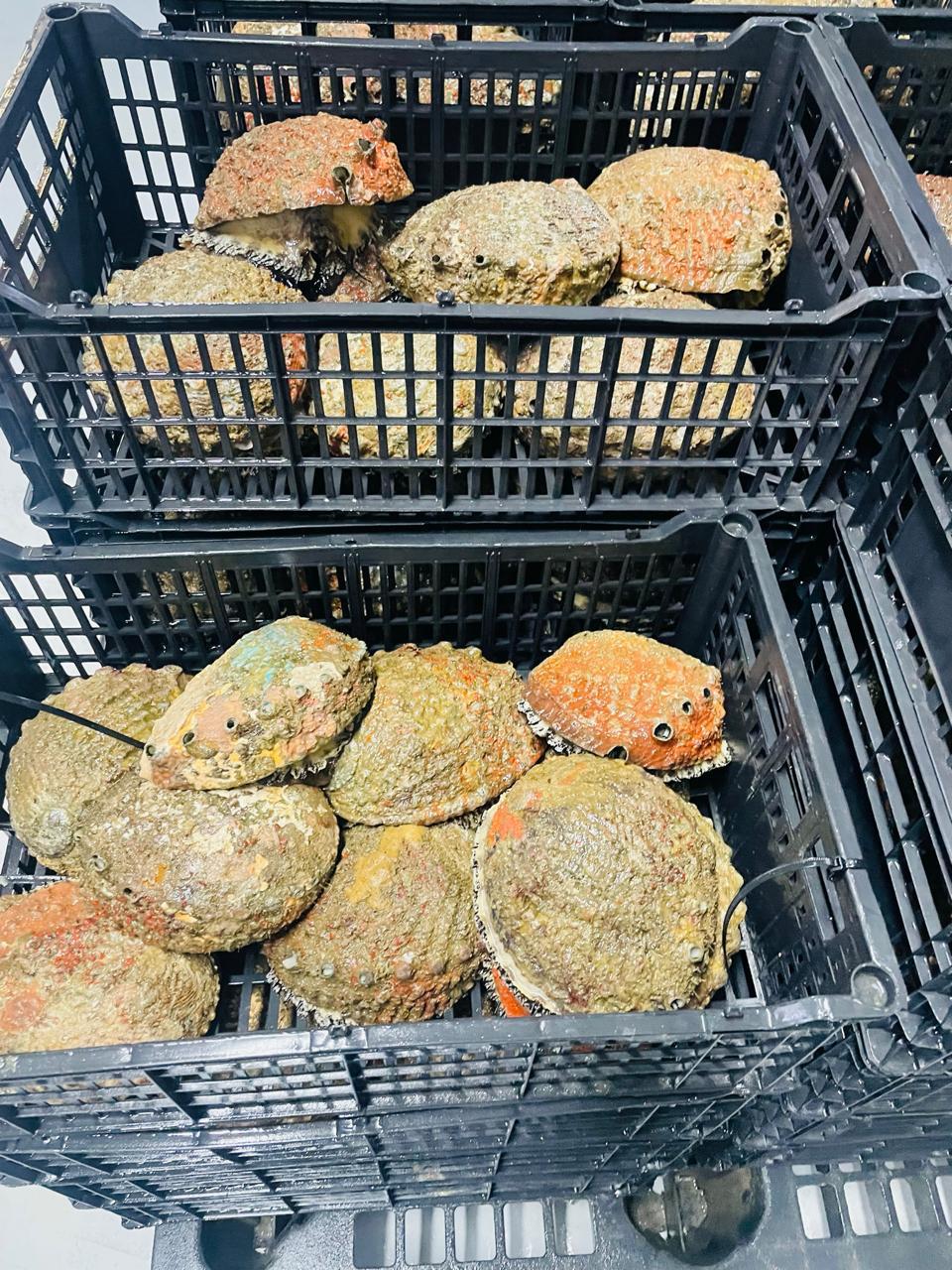 Embarcación de Trabajo